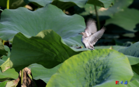 關(guān)于園區(qū)路與東一路交叉口及臨江路西段潤(rùn)澤洗滌廠門口開挖工程實(shí)行交通管制的通告縮略圖