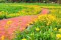 佛坪沙窩村花海正值觀賞期！縮略圖