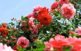 今天4時(shí)51分，我們迎來(lái)夏天的第四個(gè)節(jié)氣——夏至縮略圖