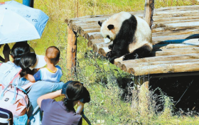 來佛坪，看大熊貓！縮略圖
