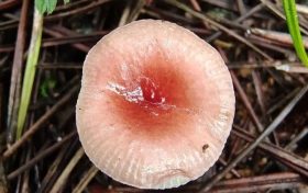 野生菌新物種！你見過嗎？縮略圖