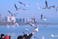 冬天飛漢中，來(lái)一場(chǎng)“鷗”遇~縮略圖