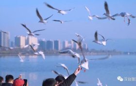 冬天飛漢中，來一場“鷗”遇~縮略圖