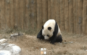 探尋佛坪大熊貓的“寒假生活”！過(guò)冬準(zhǔn)備已就緒~縮略圖