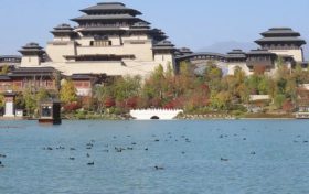 最會游泳的“雞”——白骨頂，又來興漢勝境過冬啦！縮略圖