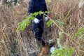 “汪汪隊(duì)”立大功！西鄉(xiāng)縣公安局利用警犬“博虎”成功破獲一起入室盜竊案件縮略圖