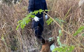 “汪汪隊(duì)”立大功！西鄉(xiāng)縣公安局利用警犬“博虎”成功破獲一起入室盜竊案件縮略圖