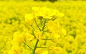 漢中油菜花節(jié)交響音樂會3月中旬啟動！地點→縮略圖