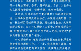 野豬傷人！最新通報縮略圖