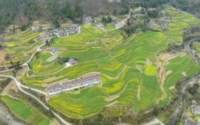 油菜、小麥、茶葉、花期果園低溫凍害風險預警縮略圖
