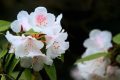 全民免門票2天，黎坪已備好山水盛宴，待君赴約！縮略圖