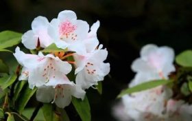 全民免門票2天，黎坪已備好山水盛宴，待君赴約！縮略圖