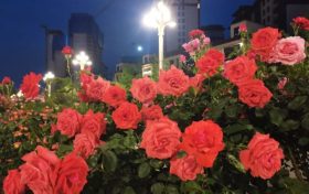 免費(fèi)欣賞！漢中這條路美成了莫奈花園！轉(zhuǎn)角遇見(jiàn)一城芳華縮略圖