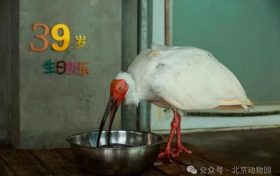 生于洋縣，全球最長壽朱鹮39歲了！縮略圖
