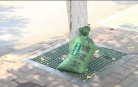 漢中街頭行道樹集體“穿馬甲”！啥門道？縮略圖