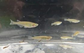 對水質(zhì)”挑食”！漢中首次發(fā)現(xiàn)該珍稀物種→縮略圖