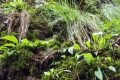 國(guó)家二級(jí)保護(hù)植物獨(dú)蒜蘭種群現(xiàn)身陜西略陽縮略圖