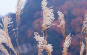 冬啟秋未遠(yuǎn)！草川子的秋景仍在等你縮略圖