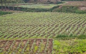 全省首單油菜制種保險在南鄭落地縮略圖