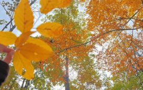 草川子秋日美景上線！抓緊時(shí)間沖→縮略圖