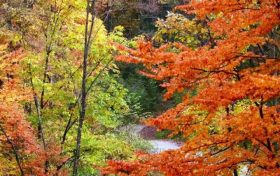 秋遇草川子，紅葉醉游人縮略圖