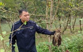 寧強警民攜手成功救助一只國家二級保護動物雕鸮縮略圖